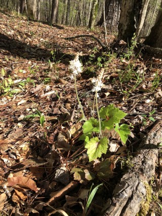 New Hope Creek