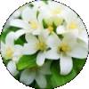 Jasmine Flower