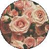 Almarie AP