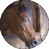 cheri laughner