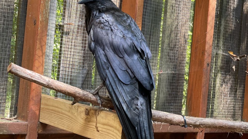 Piedmont Wildlife Center