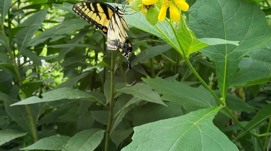 Hollow Rock Nature Park