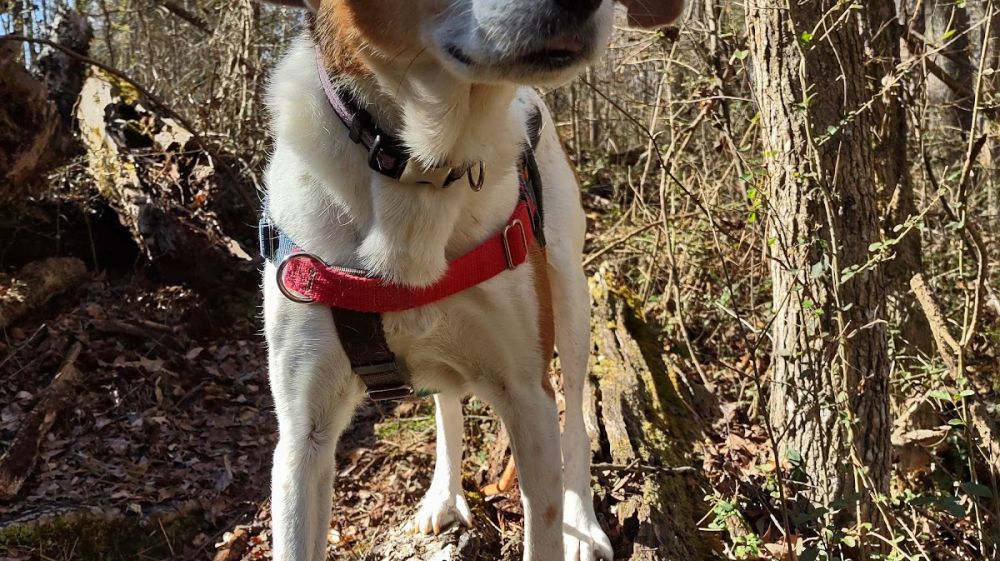 Piedmont Wildlife Center