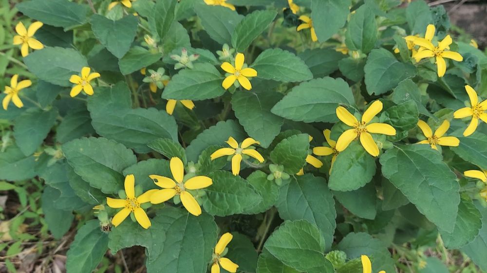 Hollow Rock Nature Park