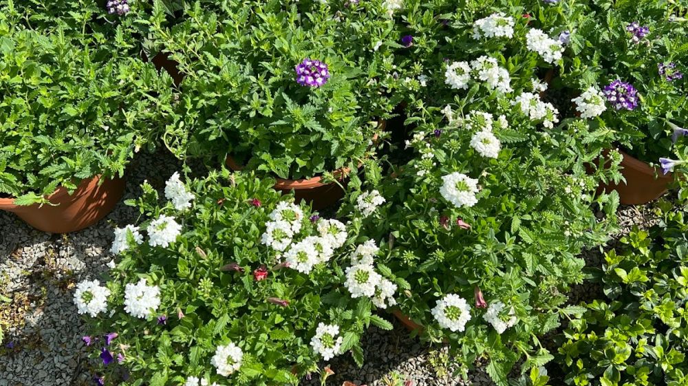 Red Mill Landscaping & Nursery