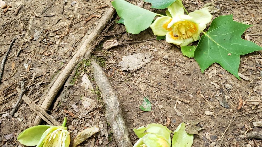 Hollow Rock Nature Park Discover Durham