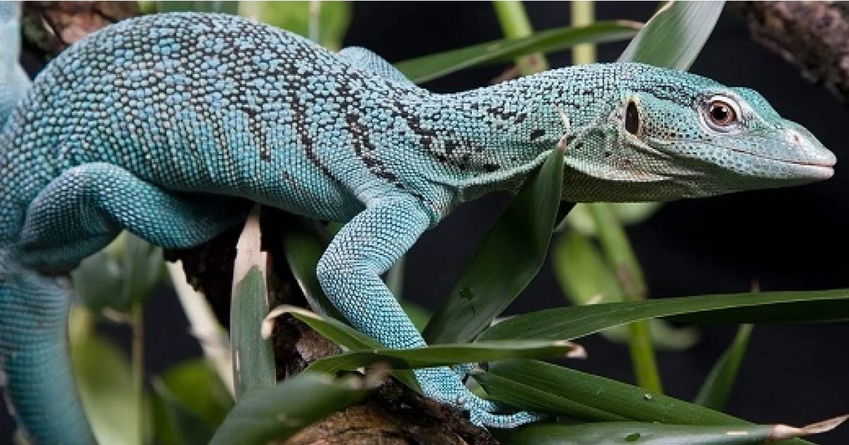 Show Me Reptiles & Exotics Show Discover Durham