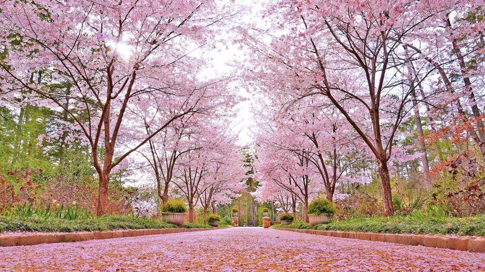 Sarah P. Duke Gardens