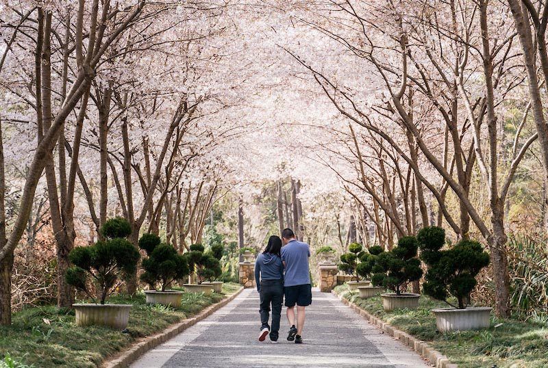 A couple walking under blooming cherry blossoms in bloom at Sarah P. Duke Gardens.