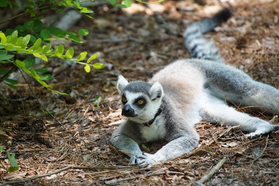Plan Your Visit to the Duke Lemur Center Discover Durham