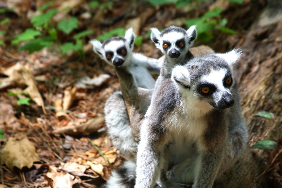 An adult lemur sits in their habitat with two baby lemurs on their back at the Duke Lemur Center in Durham, NC