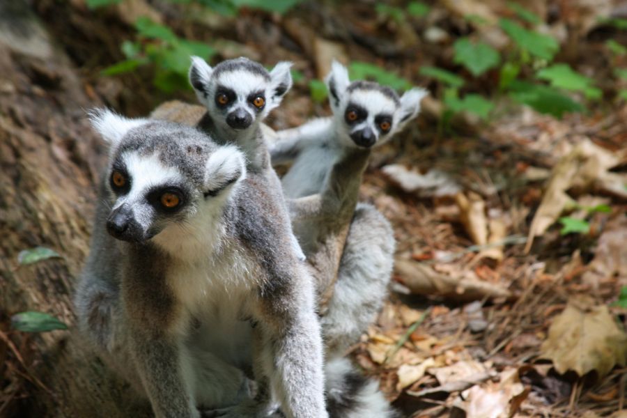 A Lemur mother holds 3 babies on her back at the Duke Lemur Center