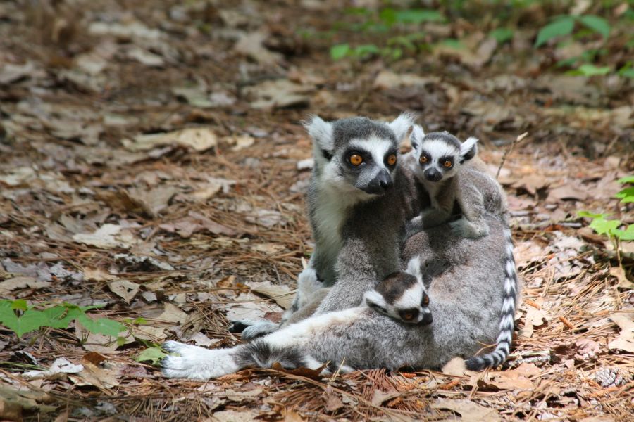Baby lemurs hang on their mother at the Duke Lemur Center in Durham, NC.