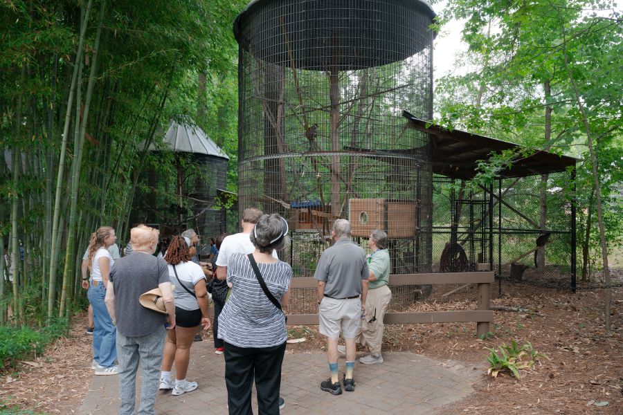Guests look into a lemur enclosure at the Duke Lemur Center in Durham, NC.