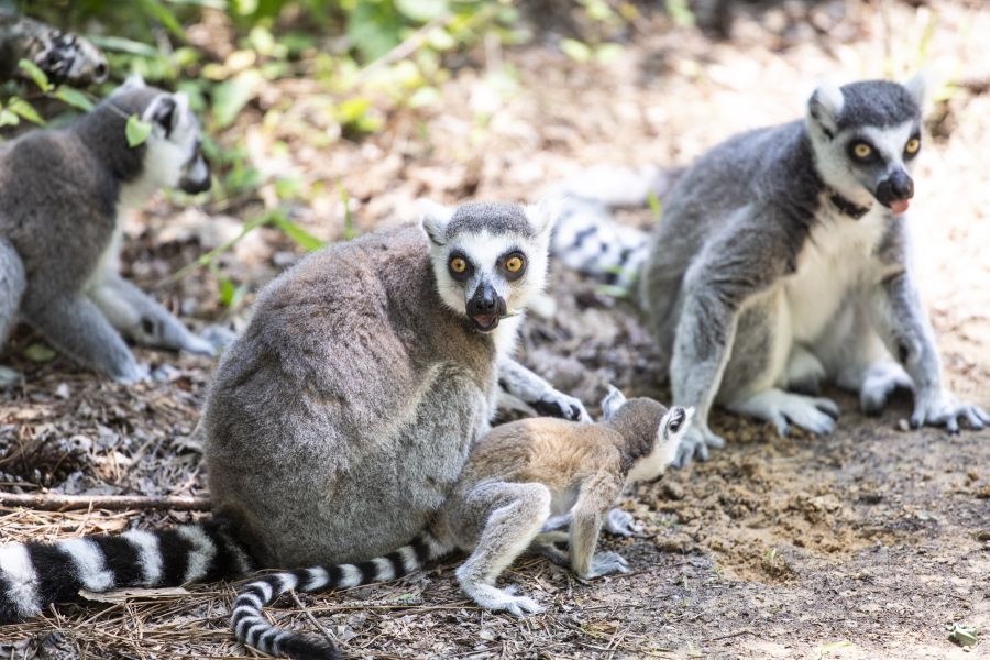 A family of Lemurs sit together on the ground at the Duke Lemur Center in Durham.
