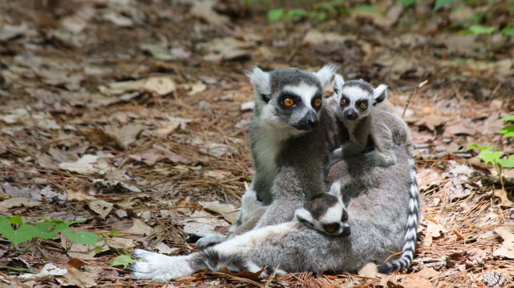 Duke Lemur Center