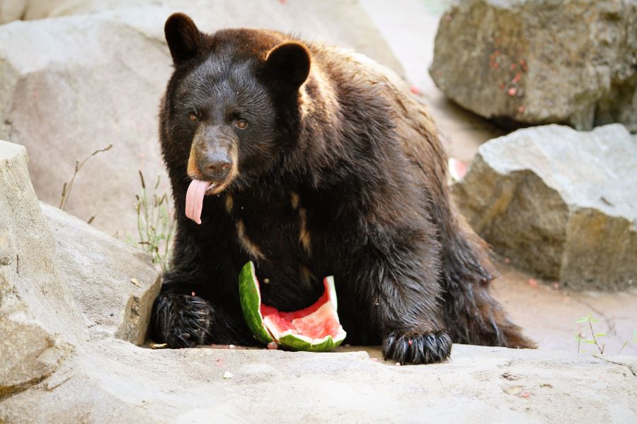 A black bear licks its lips after eating a slice of watermelon at the Museum of Life and Science in Durham, NC.