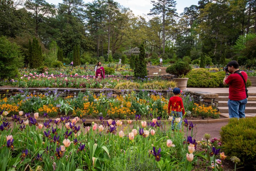 A woman poses for a picture among tulip blooms at Duke Gardens.