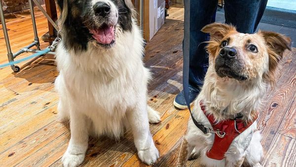 From owner&#039;s facebook