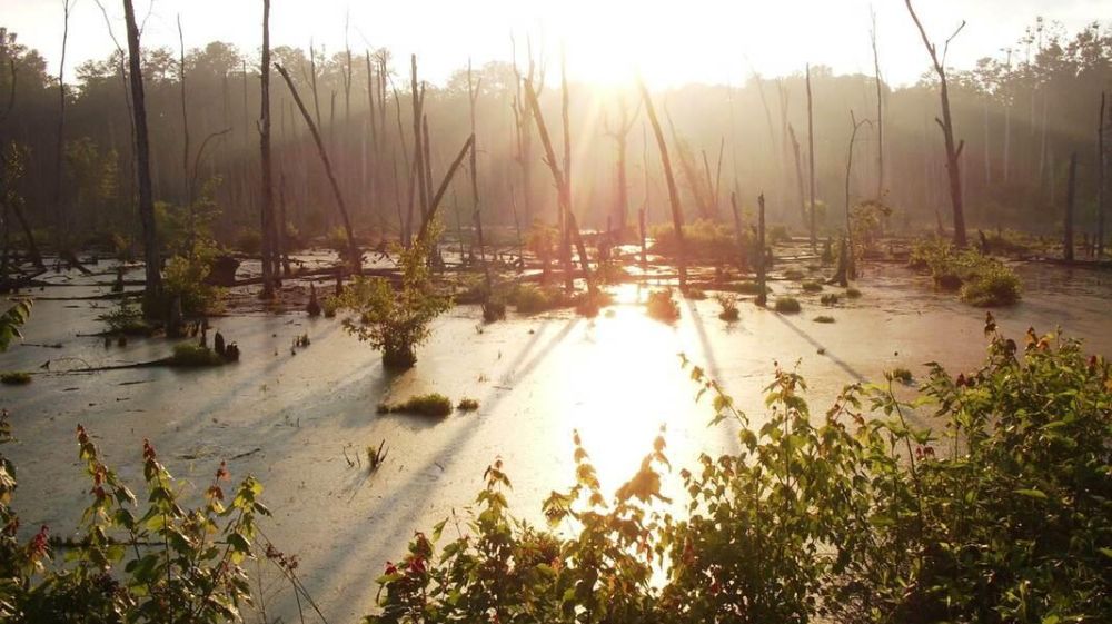 Ellerbe Creek Watershed Urban Nature Reserves