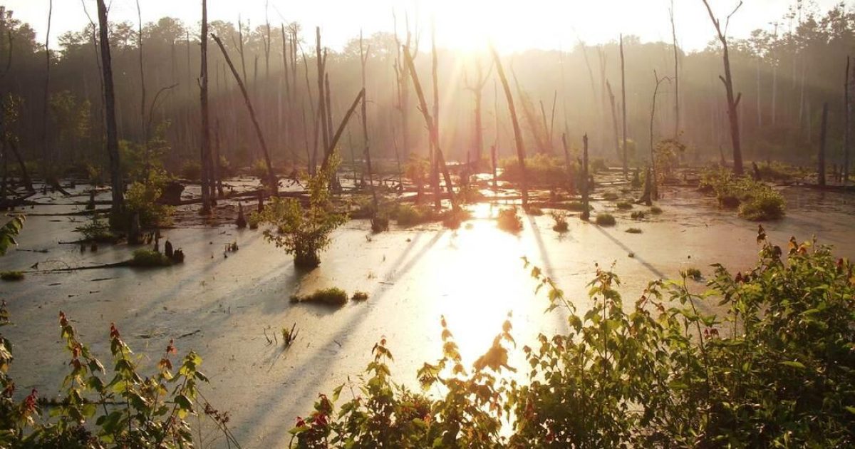 Ellerbe Creek Watershed Urban Nature Reserves Discover Durham